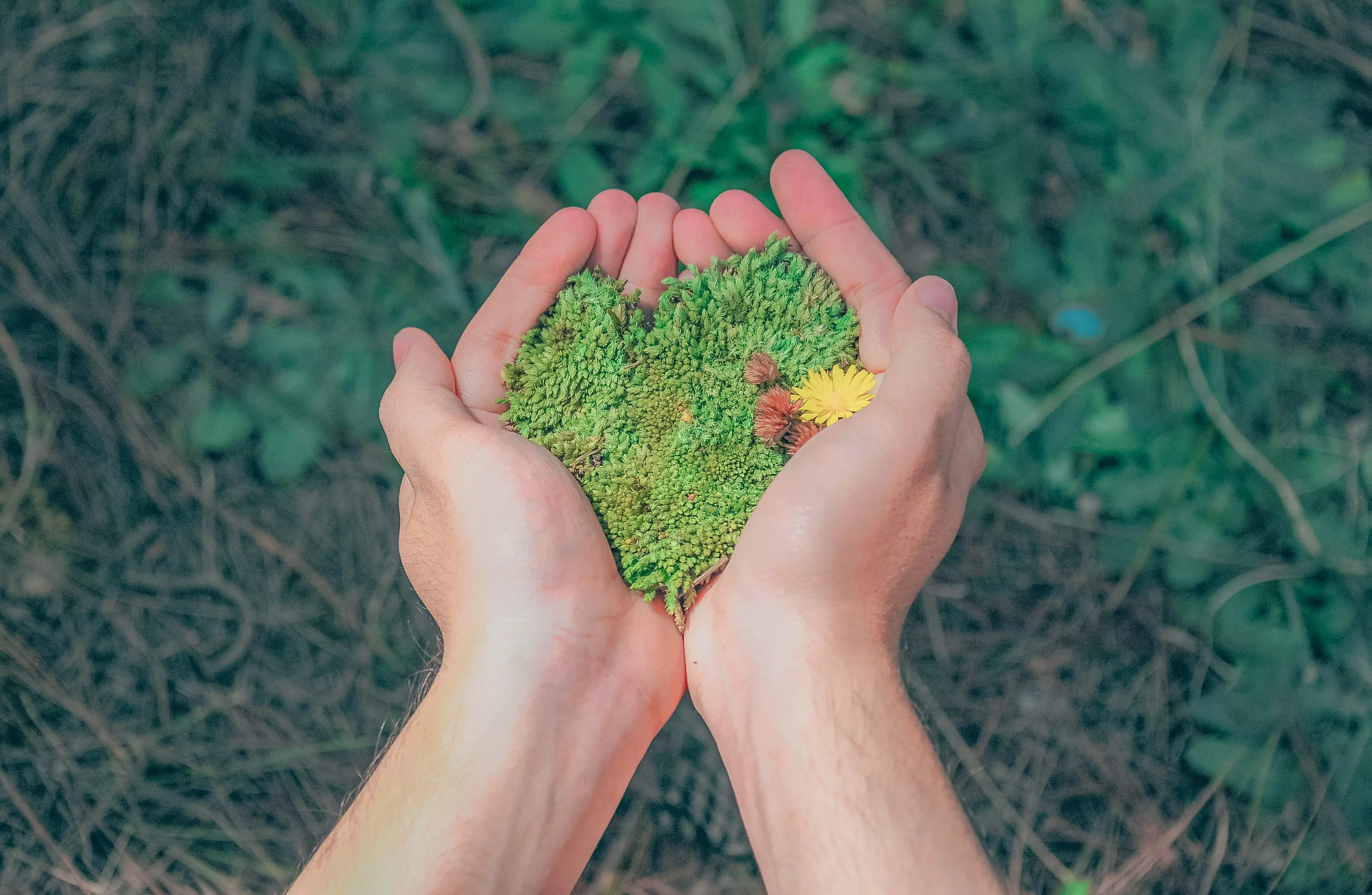 Hands holding moss symbolize the social environment that RAMPA deals with.