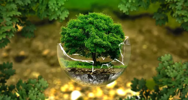 A tree in a bubble represents the ecological environment RAMPA is concerned with.