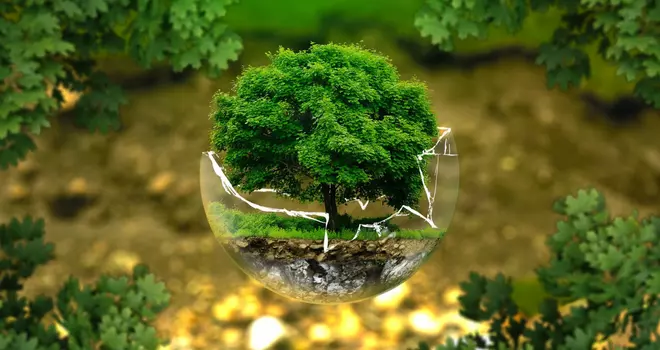 Ein Baum in einer Blase steht für die ökologische Umwelt, mit der sich RAMPA befasst.